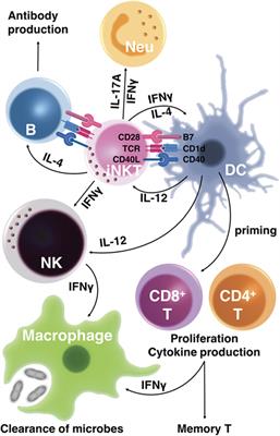 Frontiers | Functions Of CD1d-Restricted Invariant Natural Killer T ...